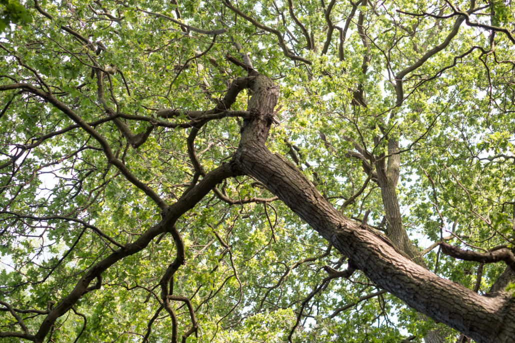 The Gardens & Parkland - Hylands Estate - Essex - Chelmsford