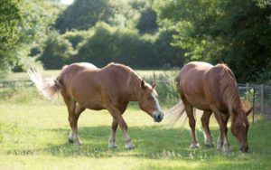 Two brown horses grazing on green grass.