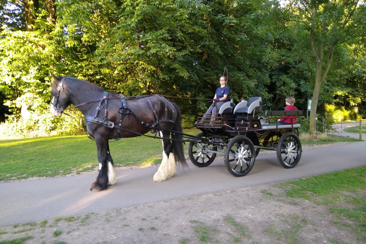 Hawthorn Heavy Horses carriage ride.