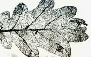 A fallen leaf used as a piece of artwork.